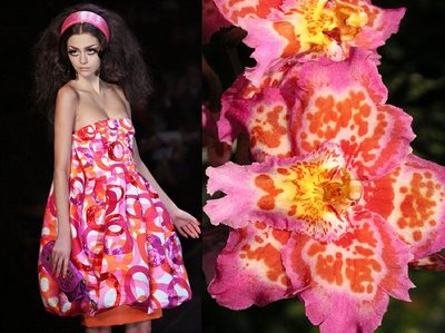 orchid14.jpg